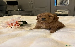 Cavapoo dogs for sale: ✨ Dark Red Cavapoo Puppies ✨** - Image 16