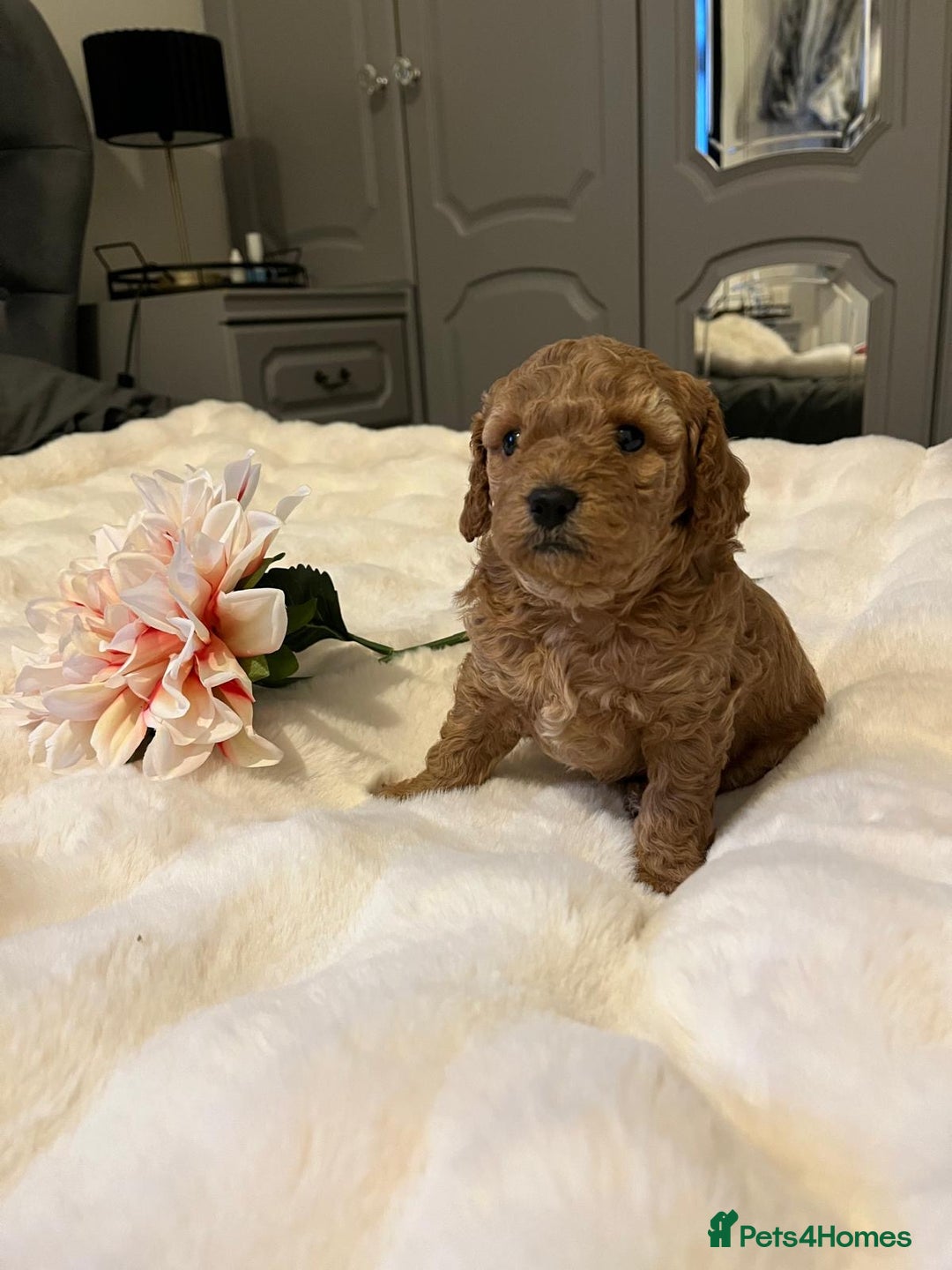 Cavapoo dogs for sale: ✨ Dark Red Cavapoo Puppies ✨** - Image 16