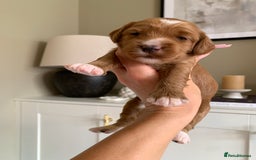 Cockapoo dogs for sale: 3 Stunning Dark Red Cockapoo Puppies - Image 7