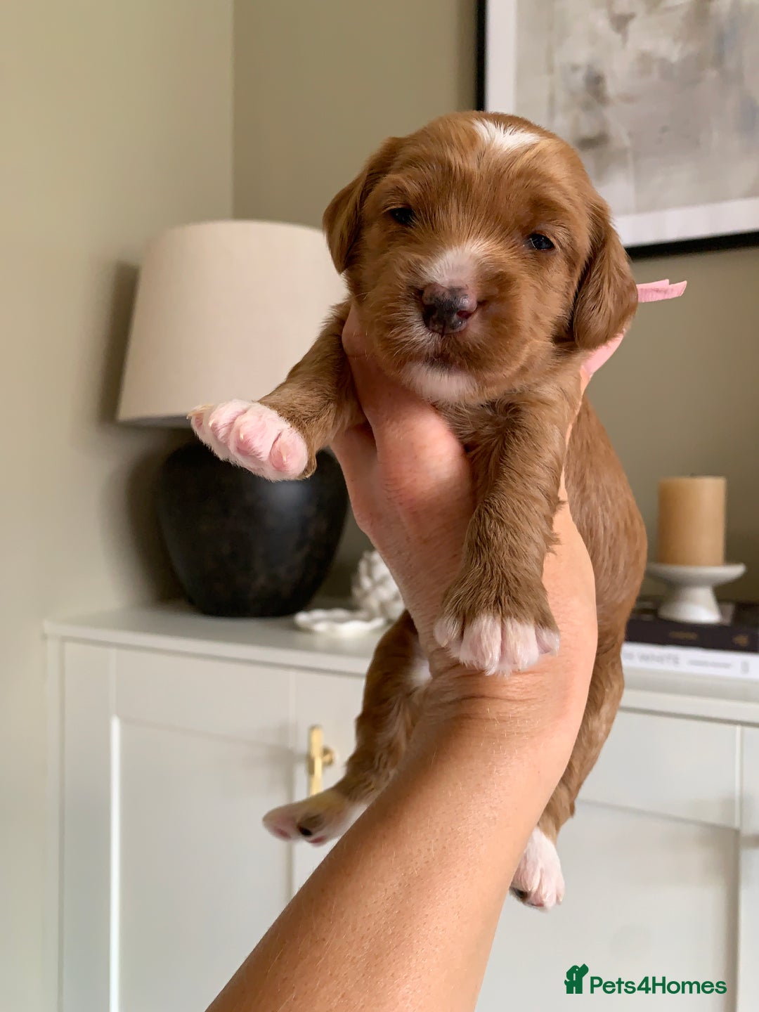 Cockapoo dogs for sale: 3 Stunning Dark Red Cockapoo Puppies - Image 7