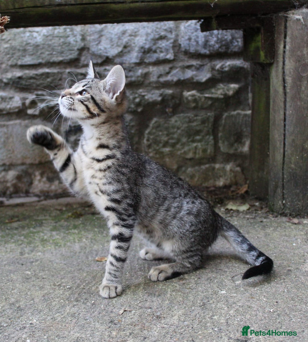 Savannah cats for sale: Stunning Savannahx Maine coons - Image 27