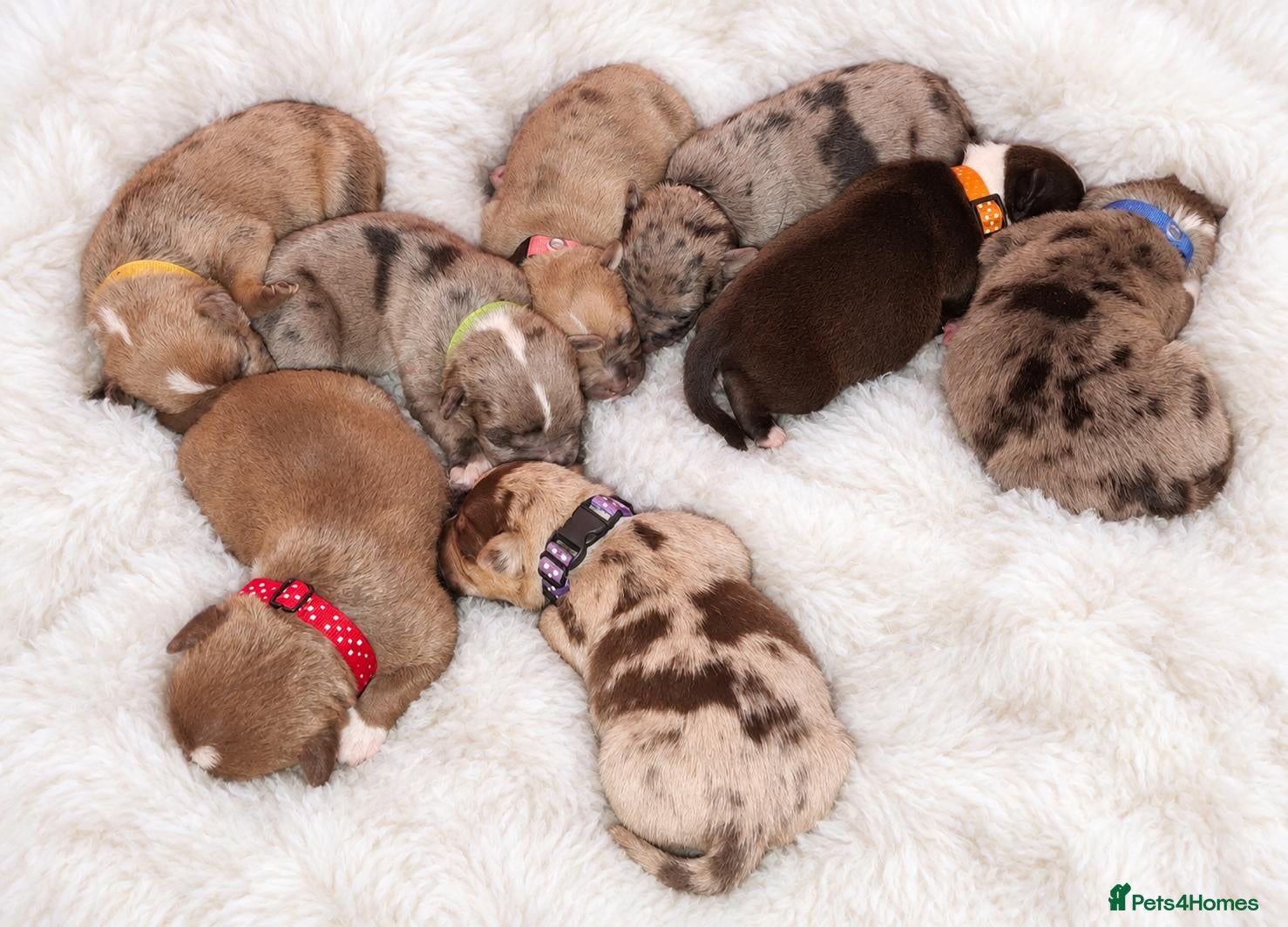 Mixed Breed dogs French Bull Jack Puppies - Advert 11