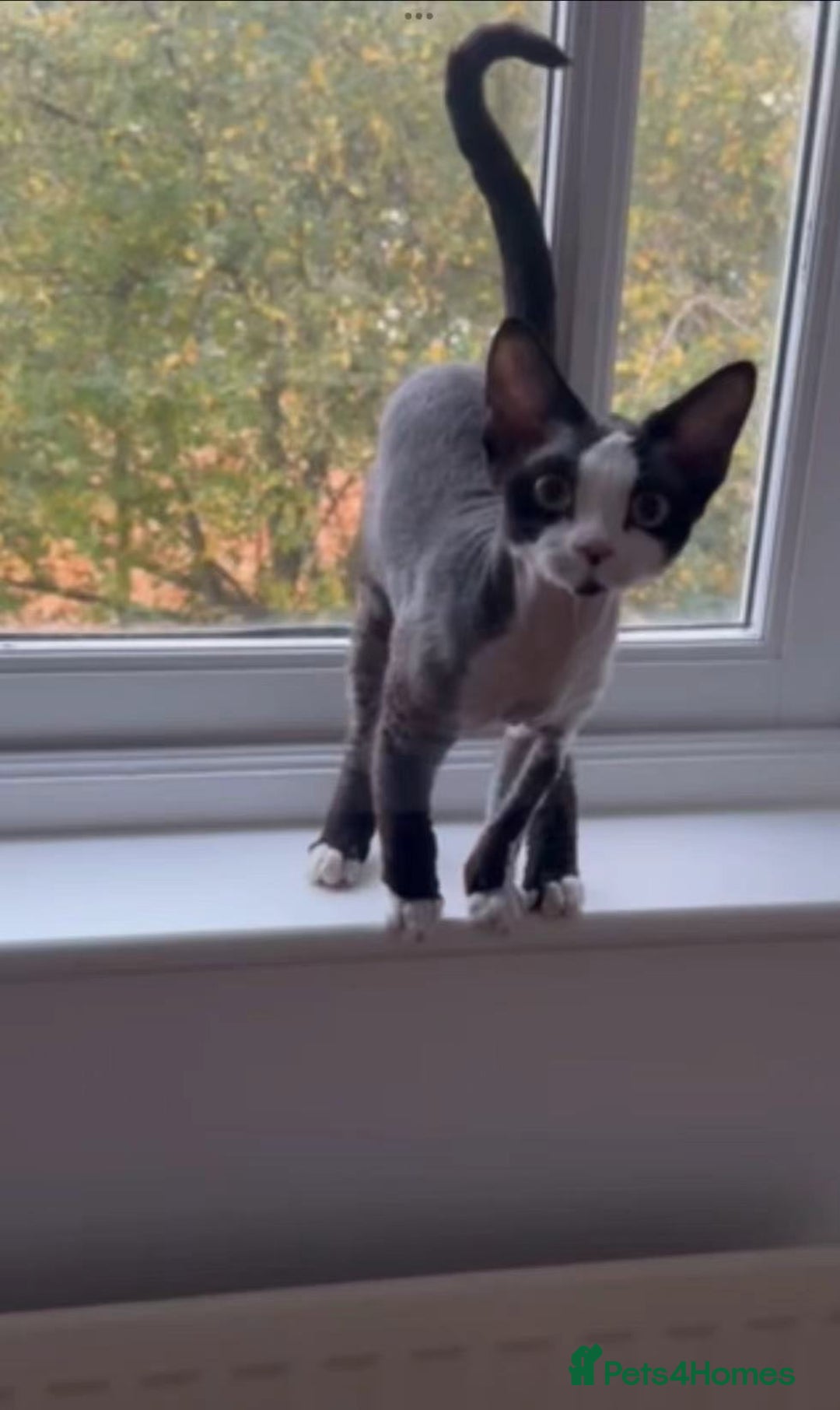 Devon Rex cats for sale: 標題可以是：  Adorable Kittens Looking for Loving Homes - Advert 5