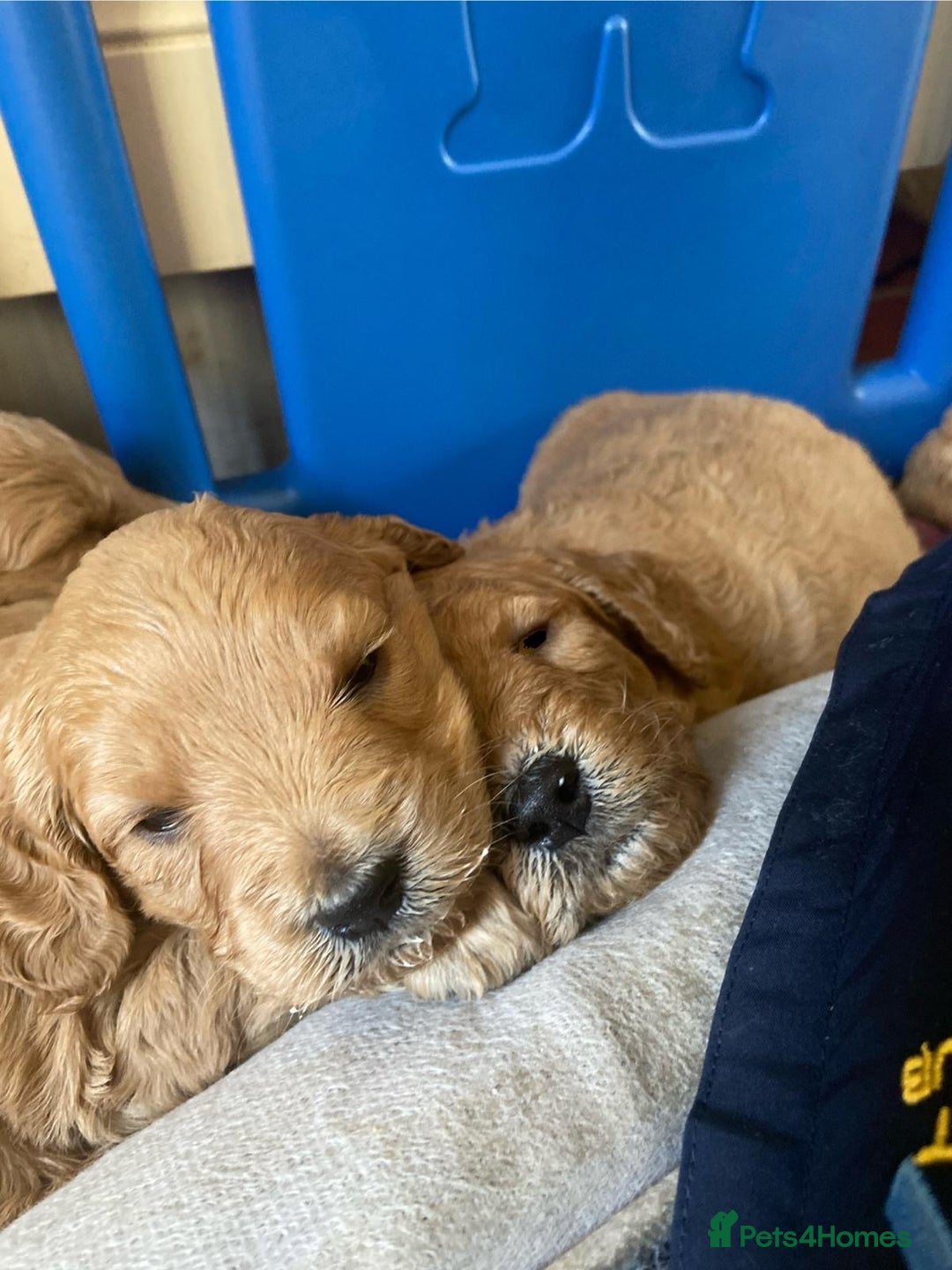 Mini Goldendoodle dogs for sale: Miniature Golden Doodle Puppies - Advert 10