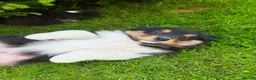 Mixed Breed dogs for sale: Stunning Australian Shepherd x Rough collie pups in Biggar - Advert 17