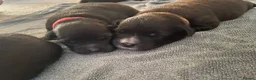Mixed Breed dogs for sale: Mixed breed puppy’s  - Advert 17