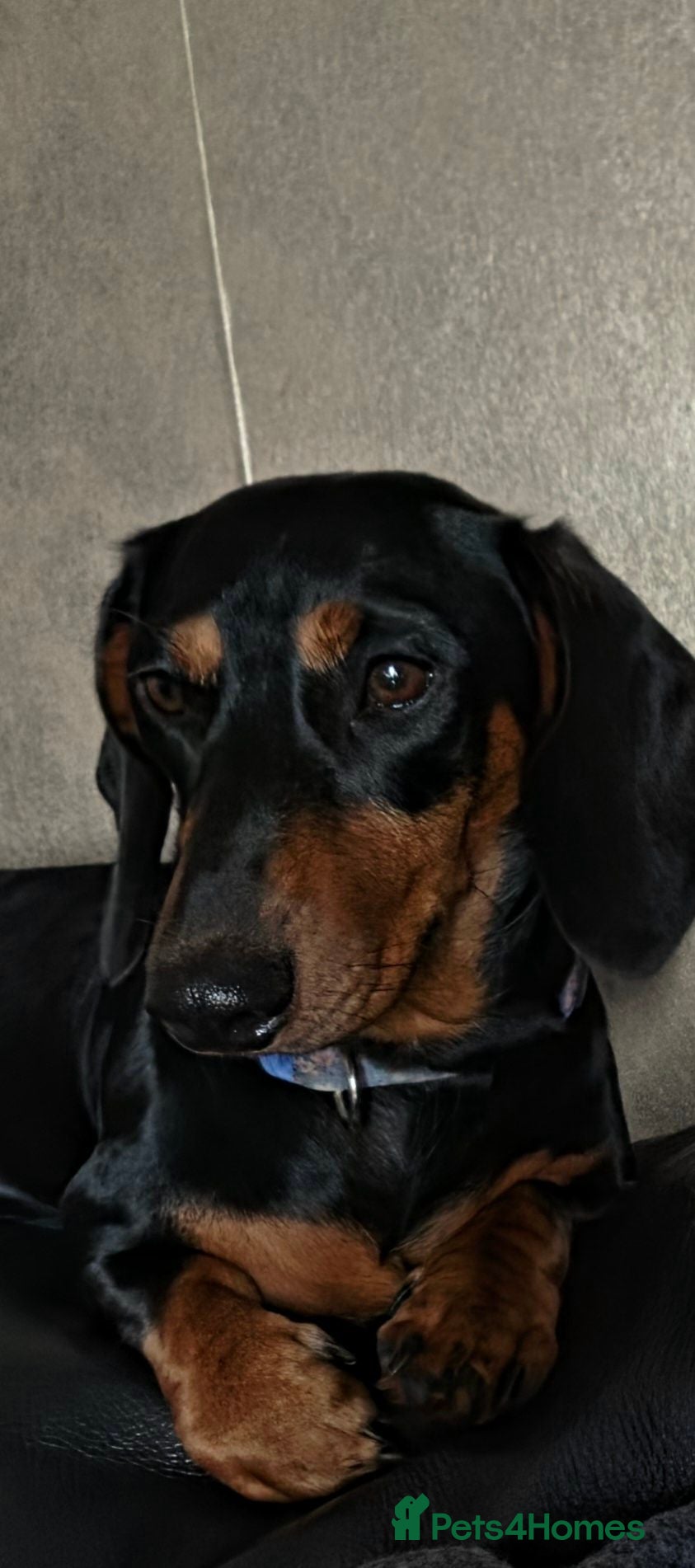 Dachshund dogs Daschund for sale - Advert 4