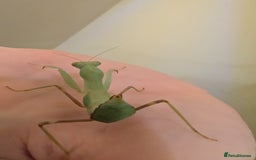 Praying Mantis invertebrates for sale: Budwing and African mantis  - Image 4