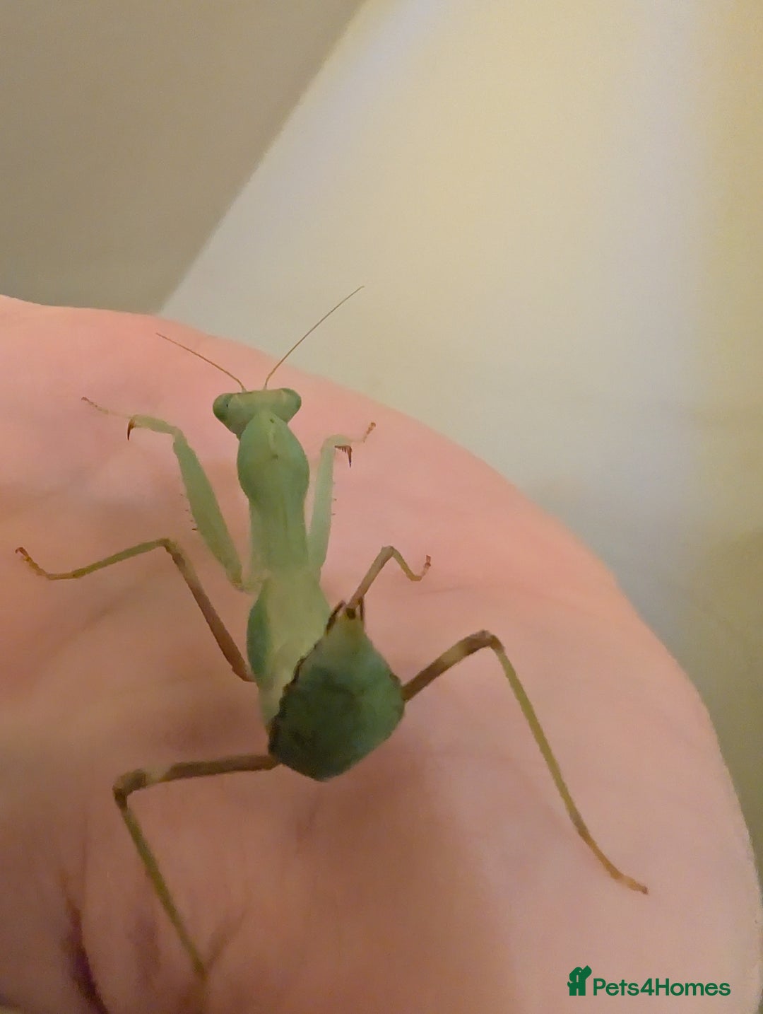 Praying Mantis invertebrates for sale: Budwing and African mantis  - Image 4