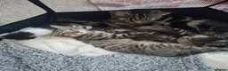 Mixed Breed cats for sale: Beautiful tabby kittens - Advert 3