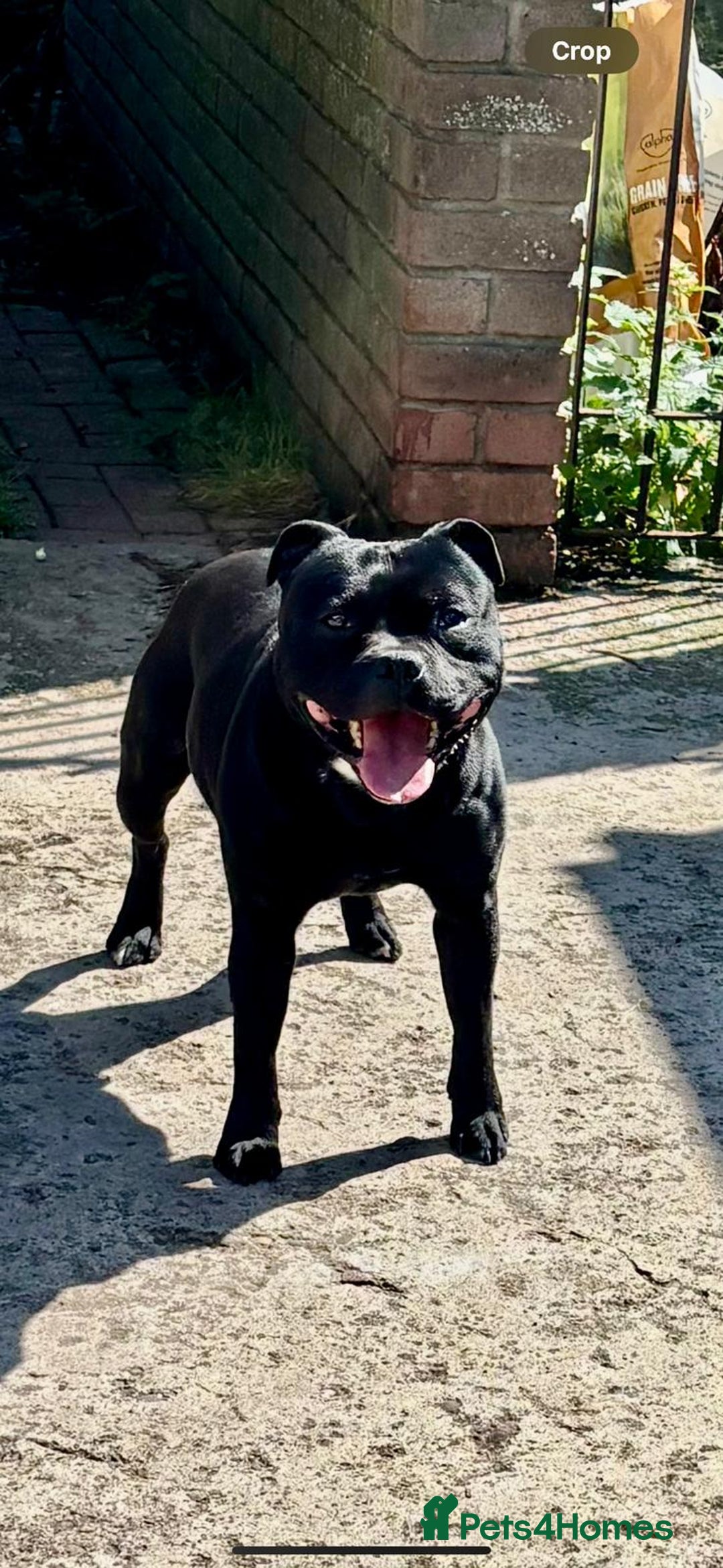 Staffordshire Bull Terrier dogs for stud: Big beautiful Staffordshire Bull Terrier for stud  - Advert 1