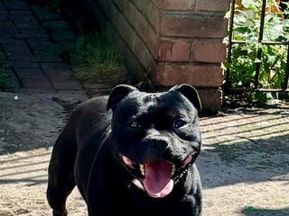 Staffordshire Bull Terrier dogs Big beautiful Staffordshire Bull Terrier for stud - Advert 5