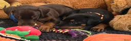 Dobermann dogs for stud: HEALTH TESTED STANLEY FOR STUD DUTIES - Advert 20