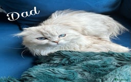 Mixed Breed cats for sale: Adorable Fluffy Ragdoll x Scottish Fold Kittens - Image 10