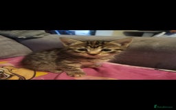 Domestic Shorthair cats for sale: Beautiful kittens need homes - Image 6