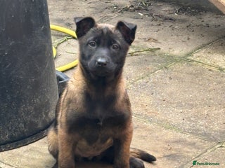 Belgian Shepherd Dog dogs Stunning Litter working line Belgian Malinois pups - Advert 3