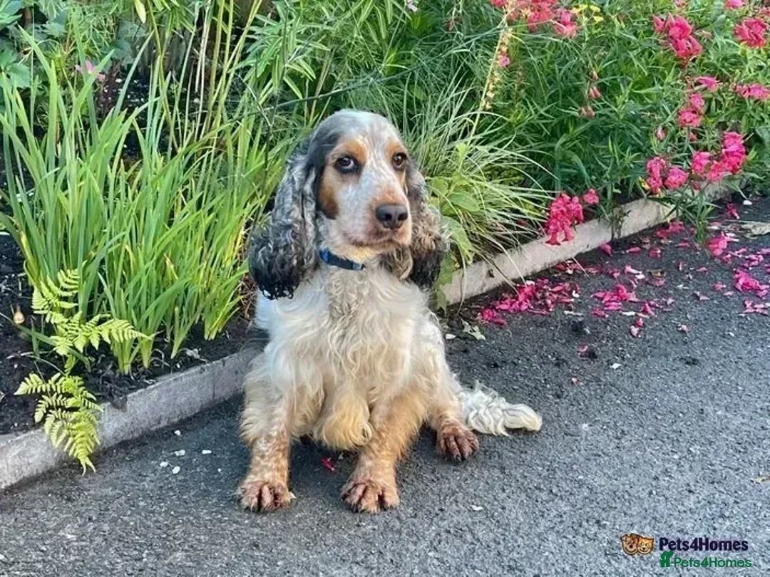 Cocker Spaniel dogs for stud: DNA health tested KCd cocker at stud in Alston - Advert 6