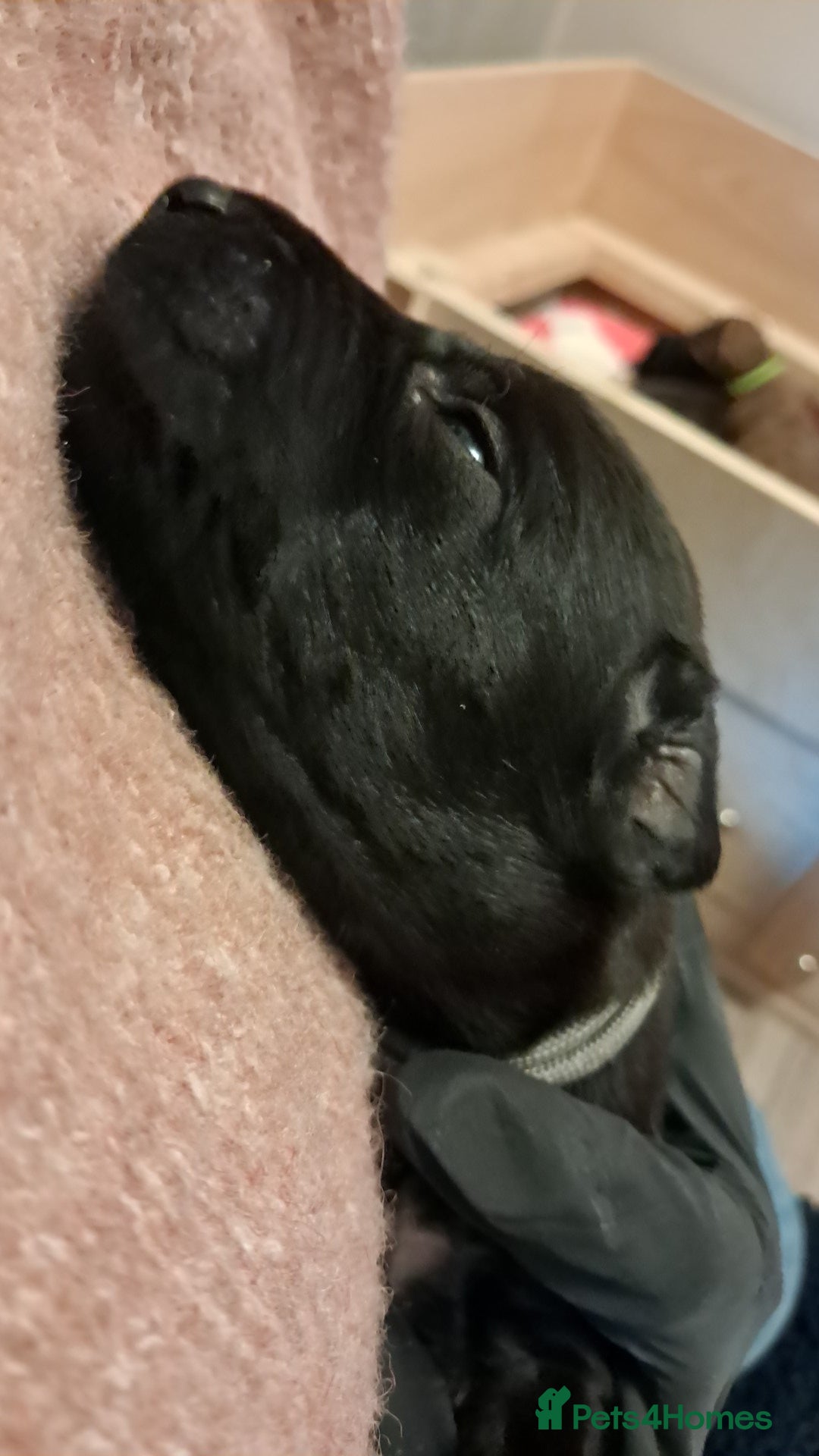 Mixed Breed dogs for sale: 5 whippador puppies for sale - Advert 13