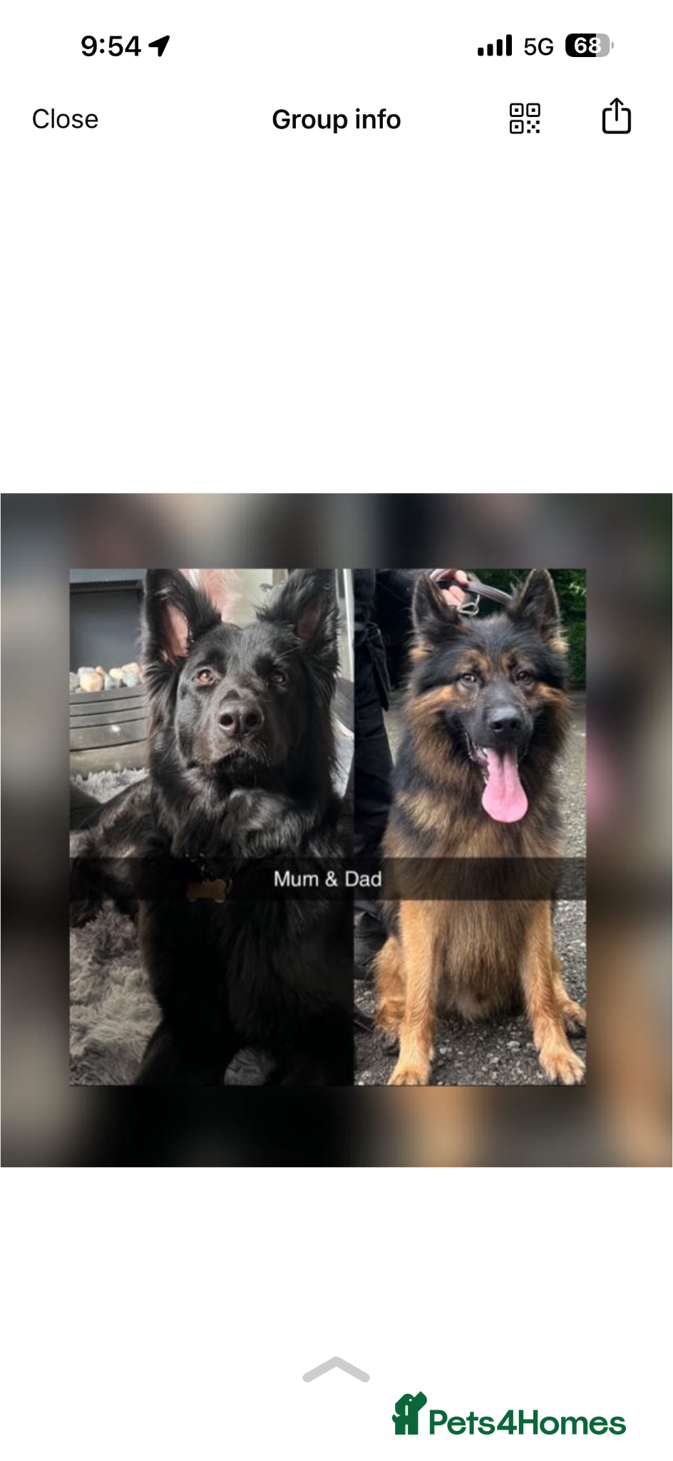 German Shepherd dogs German shepherd black  - Advert 2