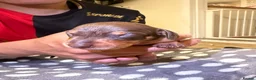 Dachshund dogs for sale: Dachshund Puppies - Ready to reserve - Advert 32