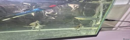 Angelfish fish for sale: Angelfish and gourami - Advert 3
