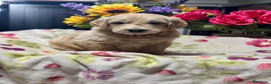 Goldendoodle 4