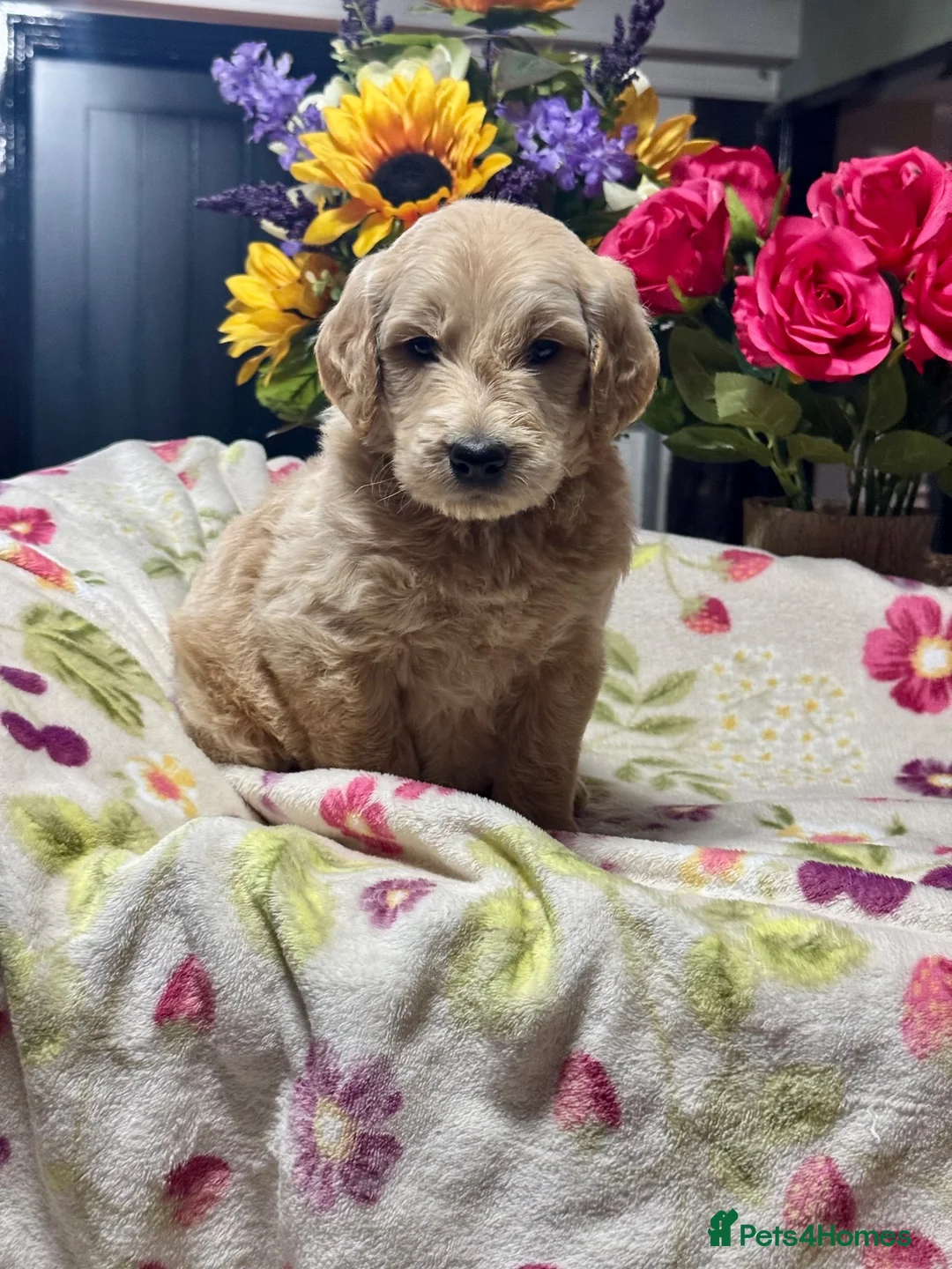 Goldendoodle dogs for sale: 11 gorgeous miniature Goldendoodle poodle  - Advert 2