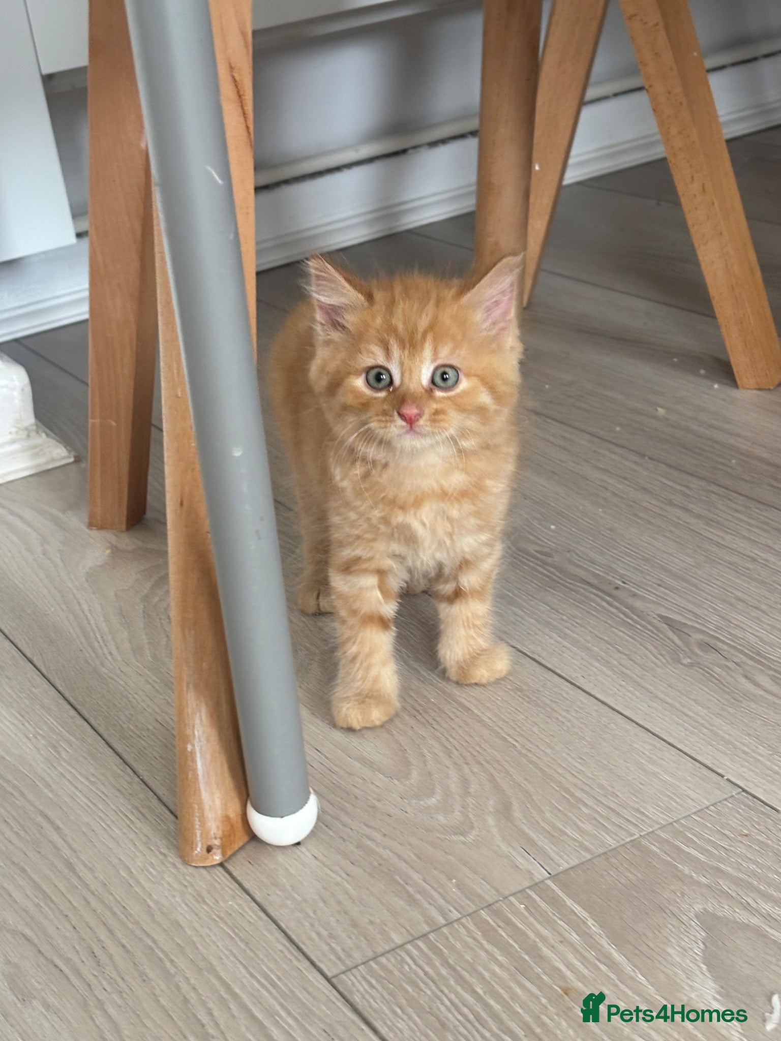 British Shorthair cats Gorgeous ginger boy kitten looking for a new home  - Advert 3