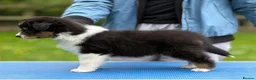 Australian Shepherd dogs for sale: Australian shepherd Black Tri Male Puppy - Advert 8