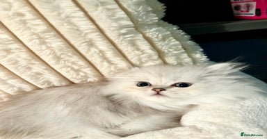 Persian cats - Advert 7
