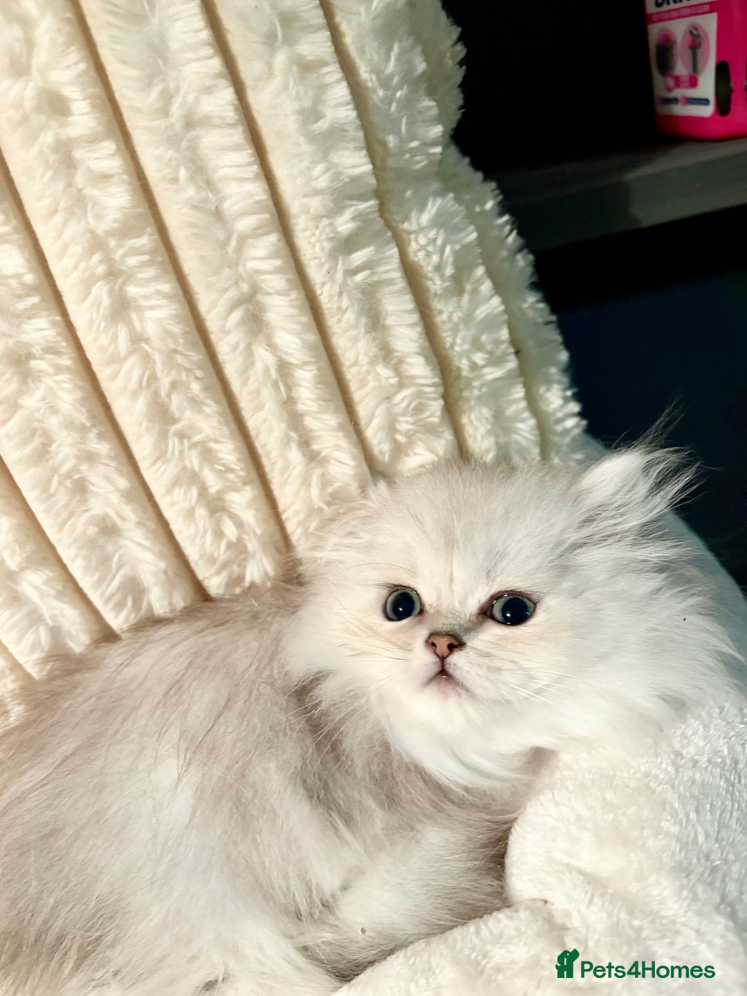 Persian cats for sale: TICA reg Silver & Golden Chinchilla Persians  - Image 2