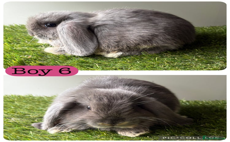 Mini Lop rabbits in Manchester - Advert 2