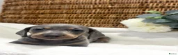 Miniature Dachshund dogs for sale: Miniature dachshund puppies - Advert 22