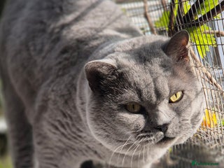 British Shorthair cats Stunning and super cuddly Pedigree BSH GCCF reg - Advert 3