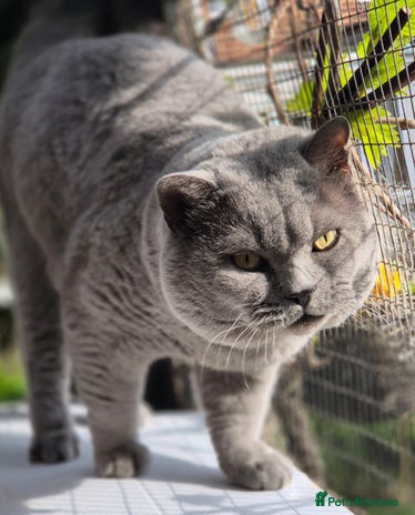 British Shorthair cats Stunning and super cuddly Pedigree BSH GCCF reg - Advert 11