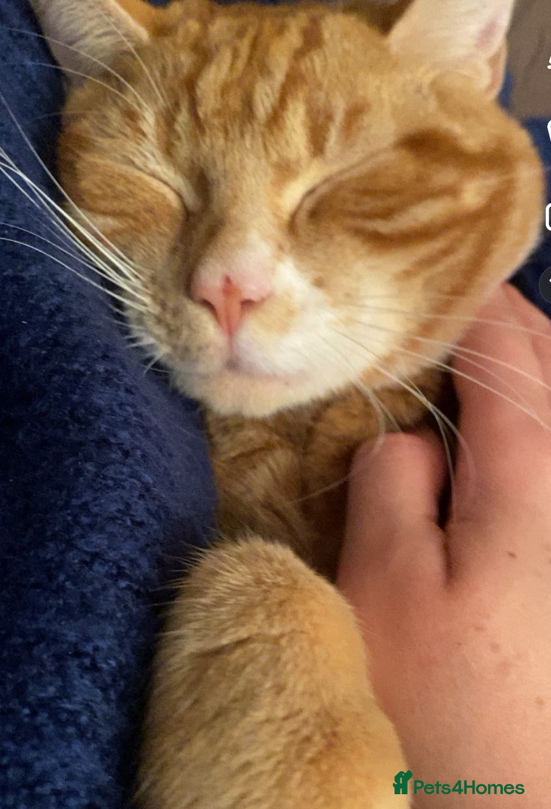 Mixed Breed cats for sale: 1 year old ginger male cat for rehoming - Image 2