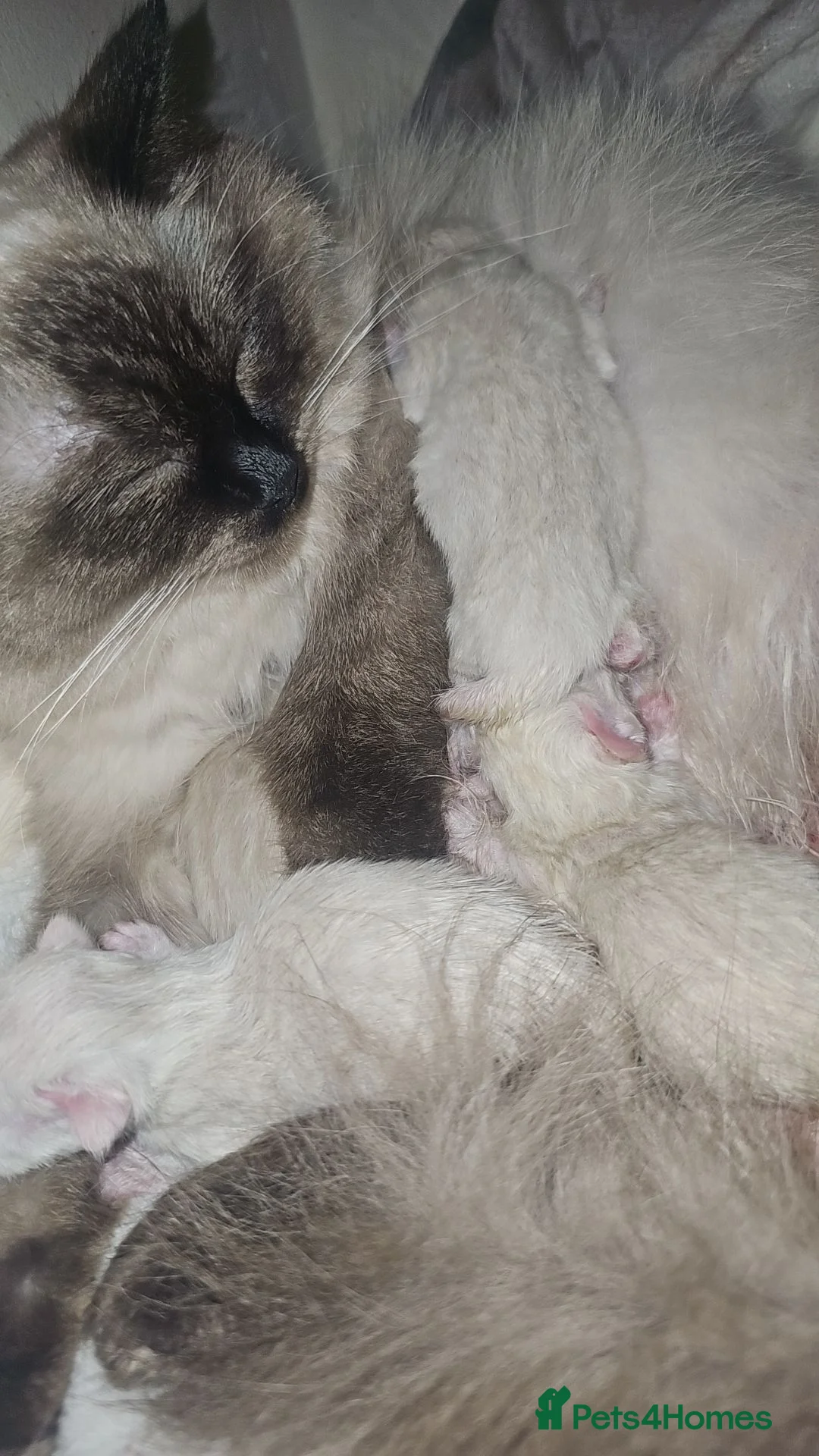 Ragdoll cats for sale: 💖 Beautiful Ragdoll kittens for Sale 💖 - Advert 39
