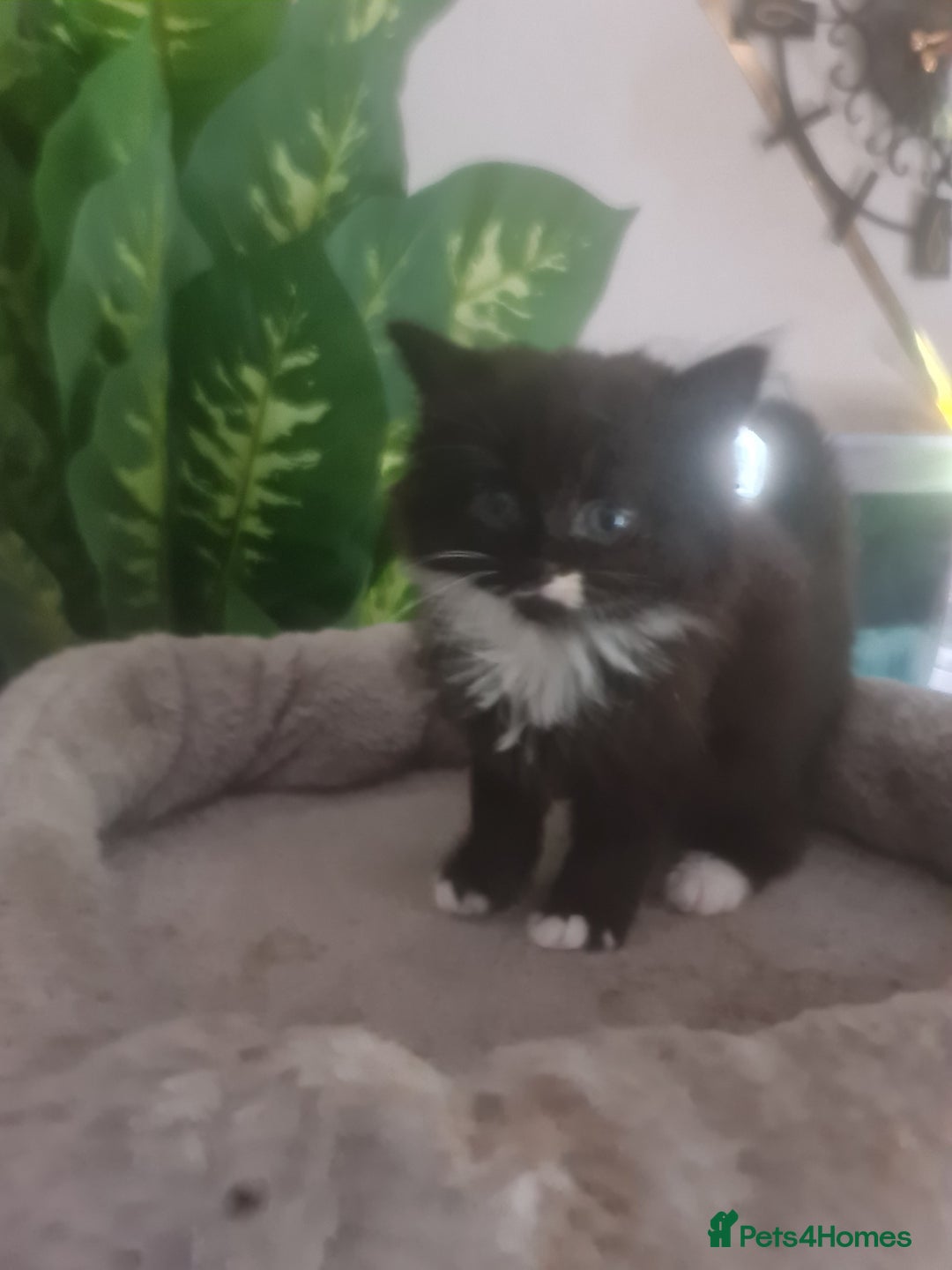 Mixed Breed cats for sale: Stunning  kittens looking  4 new home - Image 4
