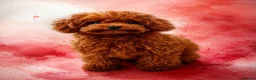 Toy Poodle dogs for sale: 🧝🏼‍♀️🦋✨ Stunning Red Asian Poodle girl, UK  - Advert 3