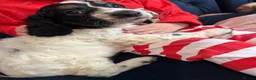 Cockapoo dogs for sale: Adorable cockapoo puppies  in Tilbury - Advert 34