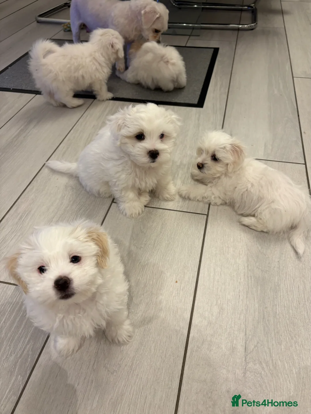 Maltese dogs for sale: Maltese puppies  - Advert 2