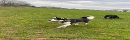 Mixed Breed dogs for sale: Tony-5 year old Siberian husky - Advert 8