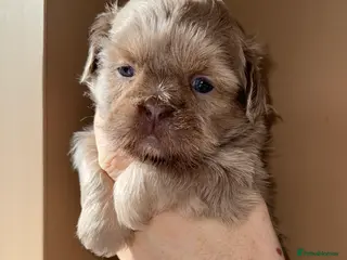 Shih Tzu dogs 💛🧡💜Stunning KC Shih Tzu Puppies🩷🧡💛 - Advert 5