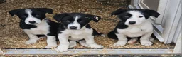Border Collie dogs for sale: 3 Border Collie Dogs  in Cheddar - Advert 1