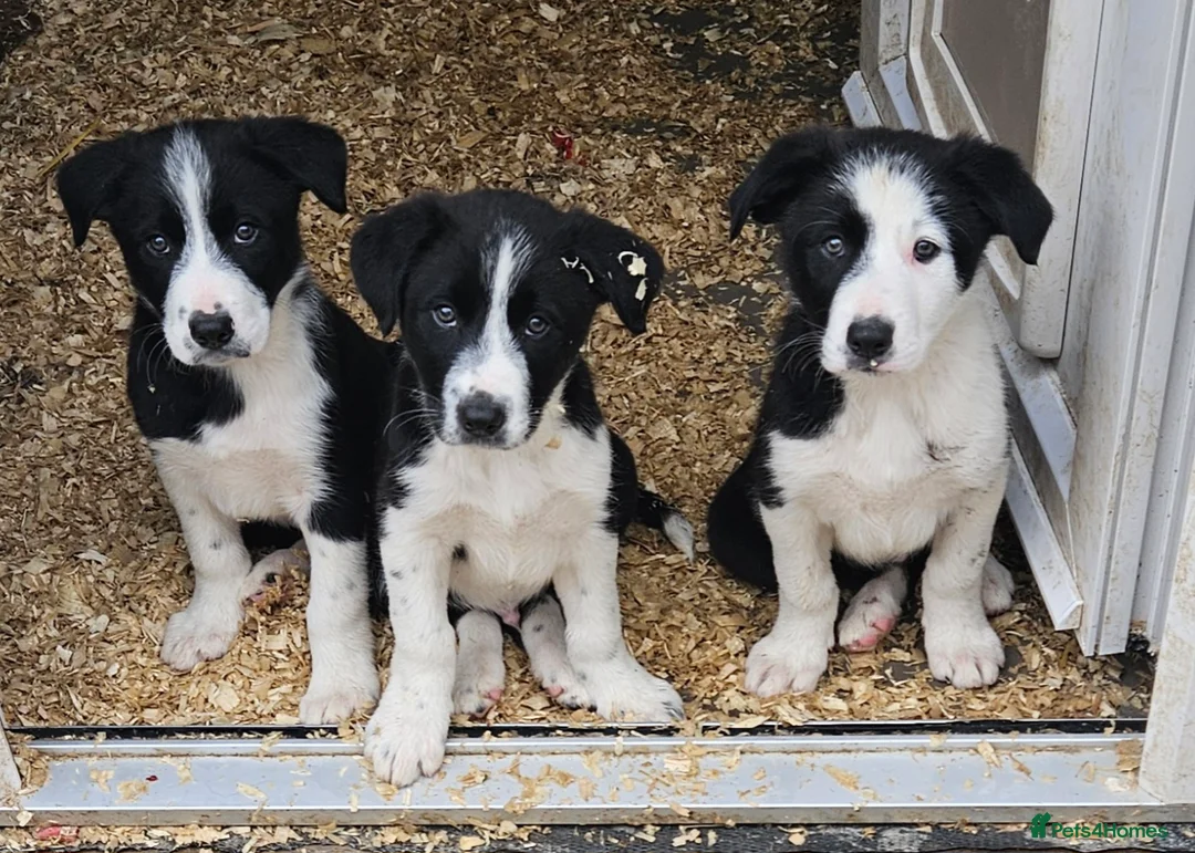 Border Collie dogs for sale: 3 Border Collie Dogs  in Cheddar - Advert 1