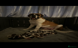 Saint Bernard dogs for stud: KC reg Big strong fluffy boy up for STUD (PROVEN) in Uttoxeter - Image 8