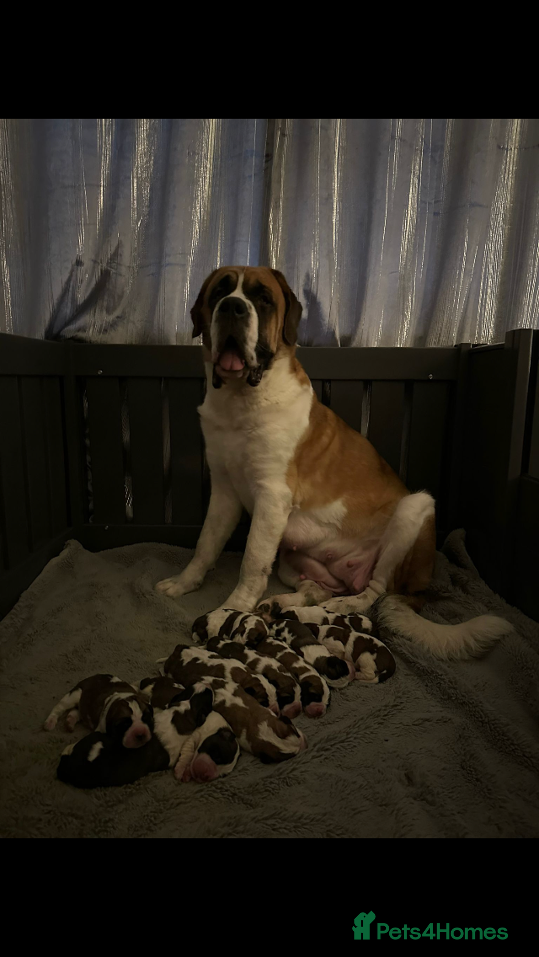Saint Bernard dogs for stud: KC reg Big strong fluffy boy up for STUD (PROVEN) in Uttoxeter - Image 8