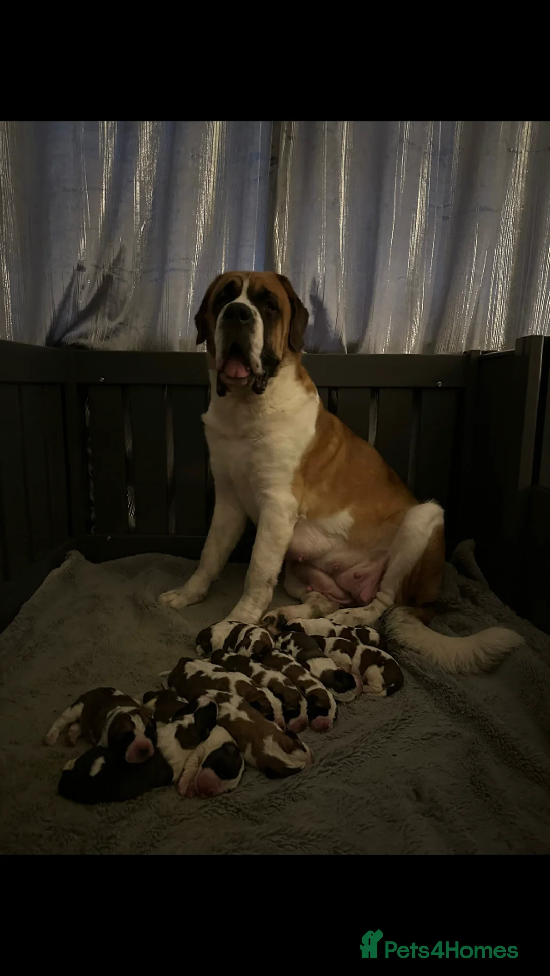 Saint Bernard dogs for stud: KC reg Big strong fluffy boy up for STUD (PROVEN) in Uttoxeter - Advert 8