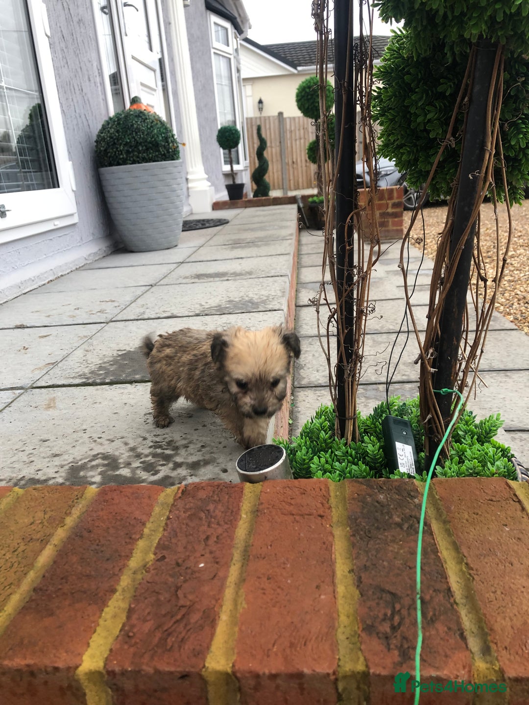 Jackapoo dogs for sale: 6 beautiful jackapoo pups - Image 13