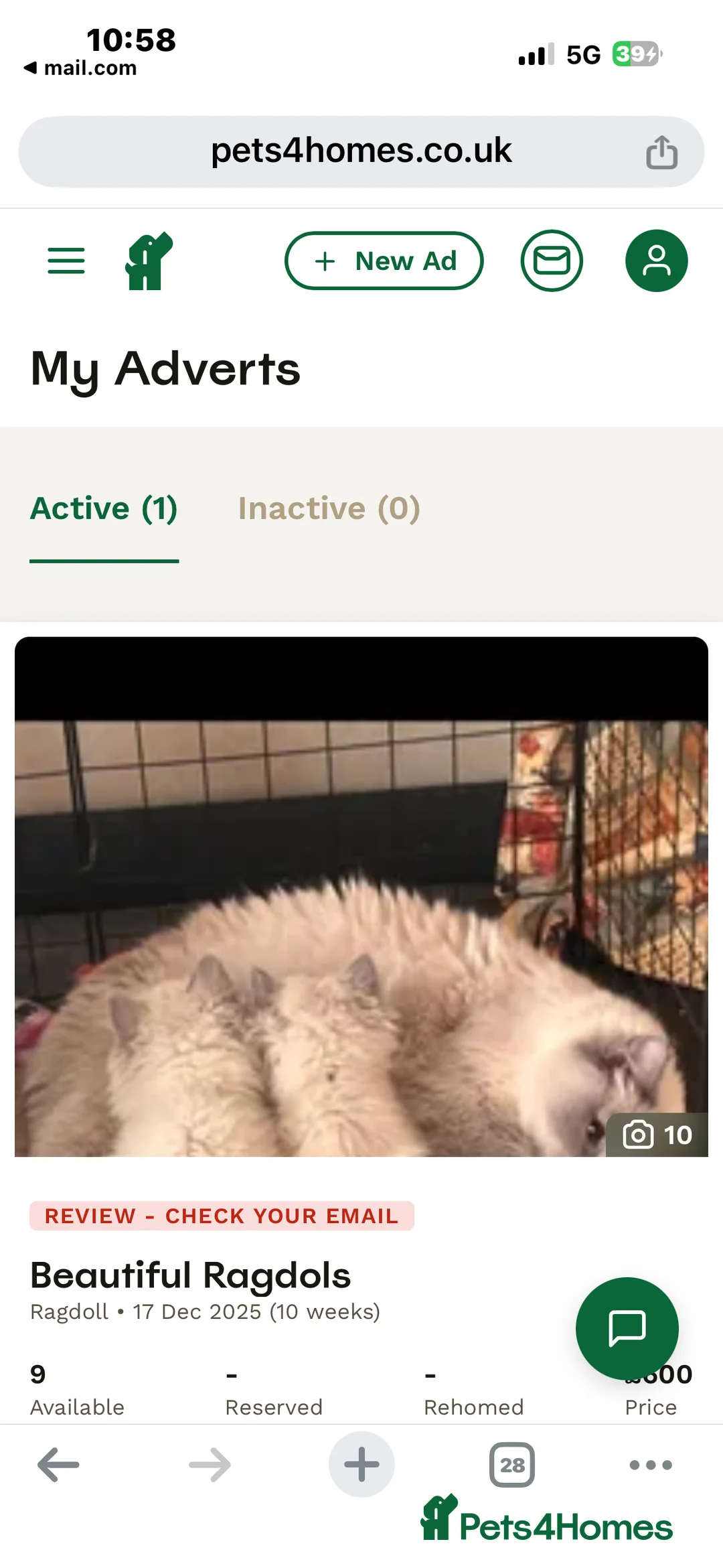 Ragdoll cats for sale: Beautiful Ragdols  - Advert 15